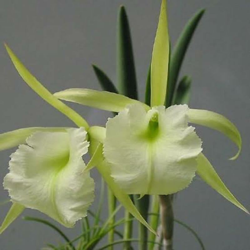 Anggrek Cattleya Brassavola Jimmeney Cricket