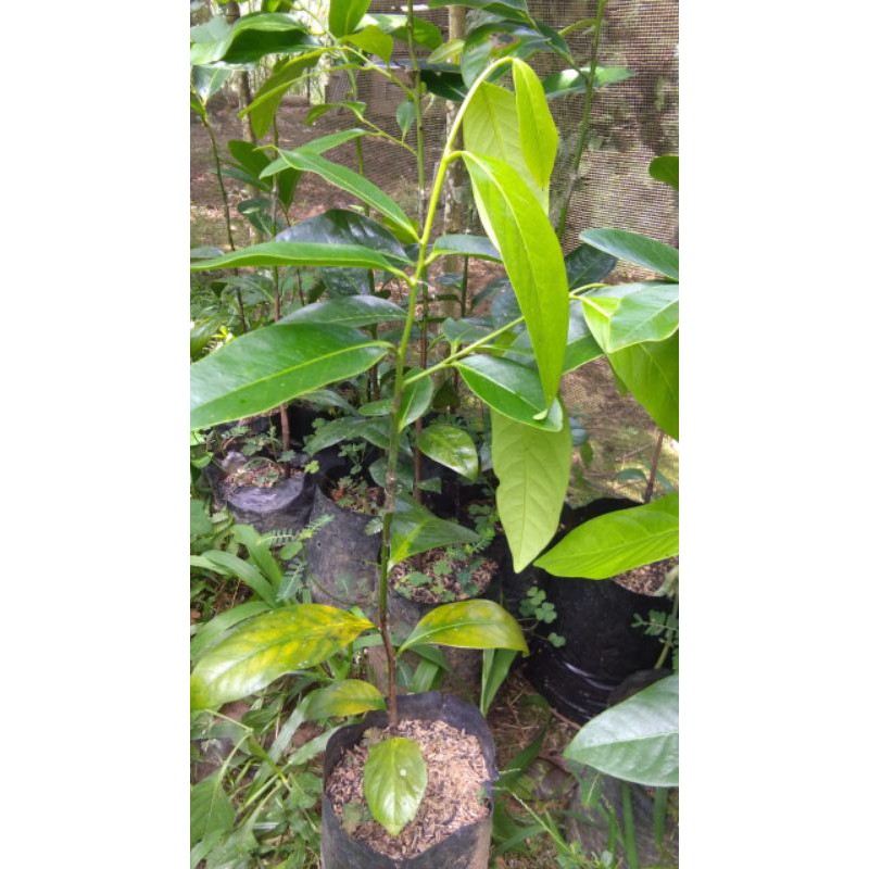bibit buah black sapote
