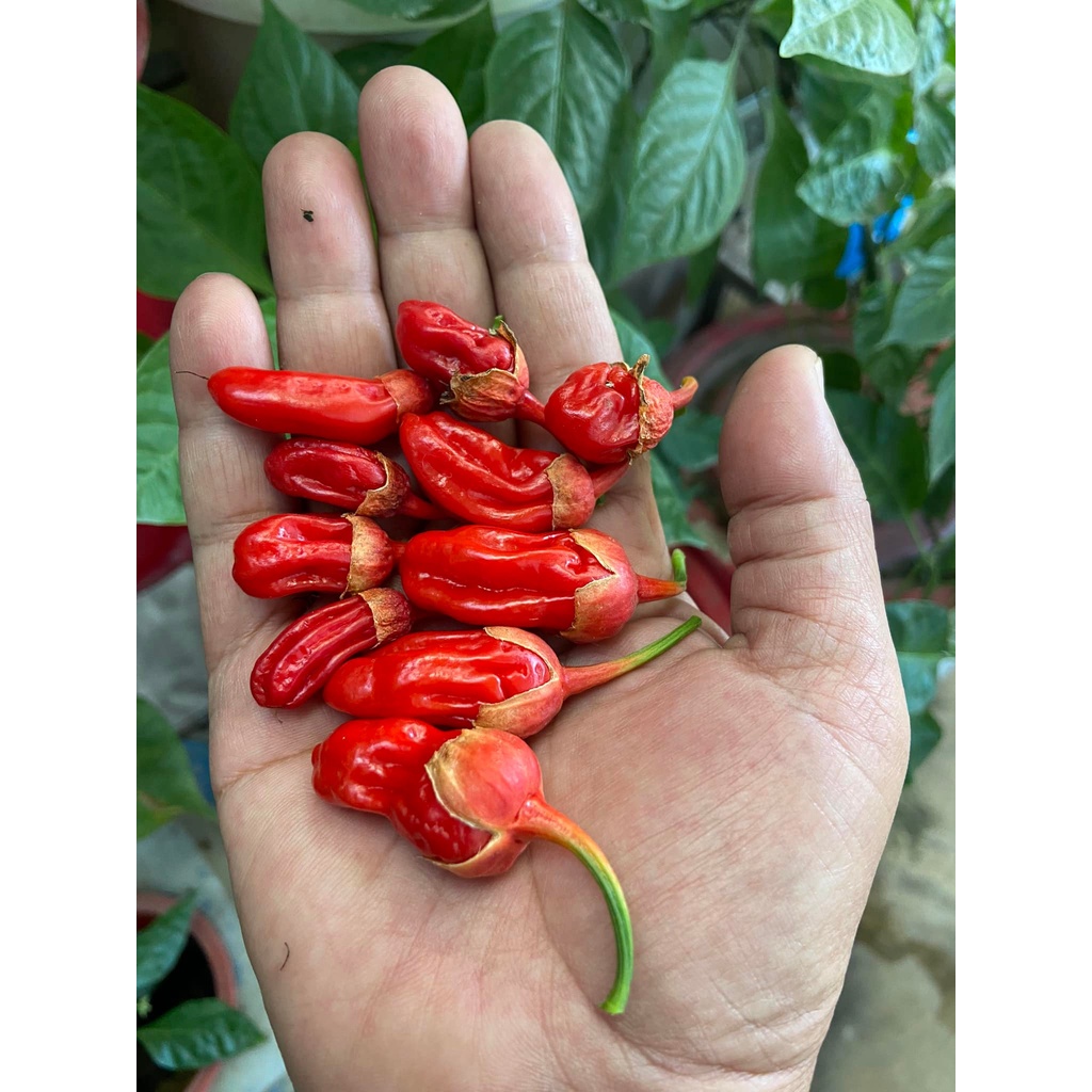 Benih Bibit Biji - Cabai Bubblegum BBG Red Pepper Seeds