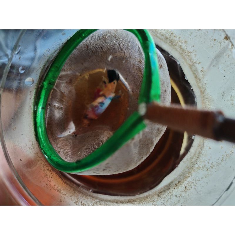 ikan cupang multicolor female