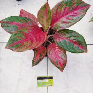  Tanaman  Aglonema  Aglaonema Hias  RED MAROON Shopee Indonesia