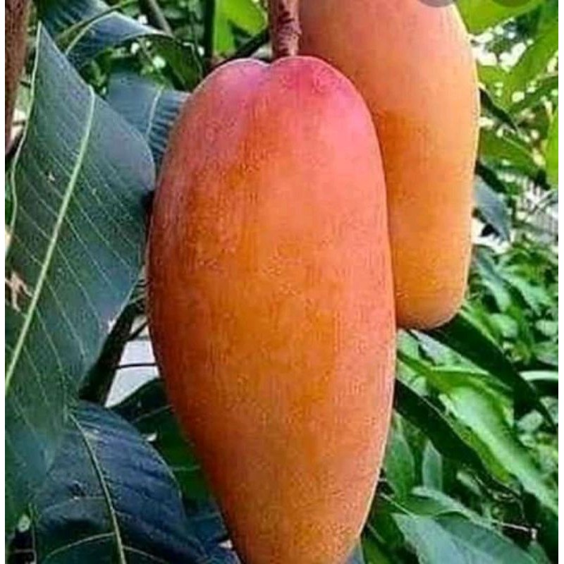 4 paket bibit mangga okyong