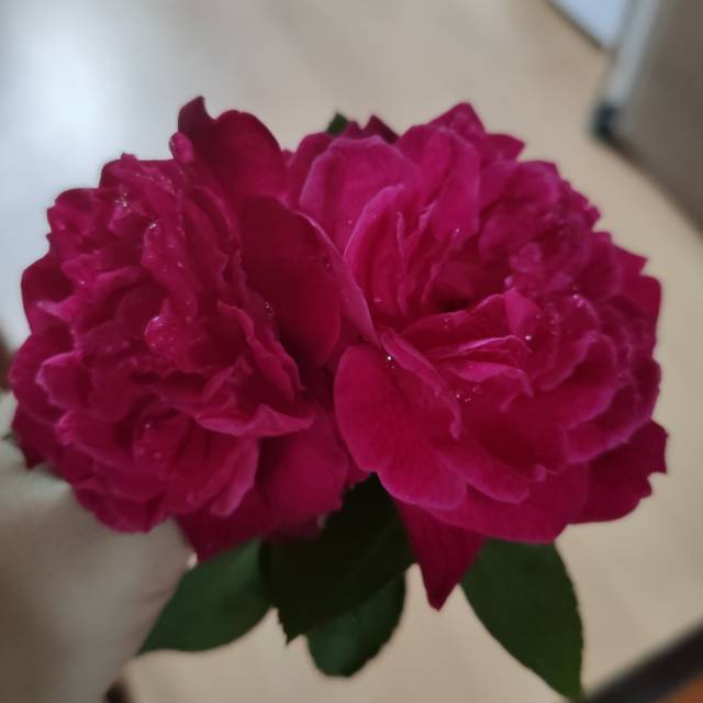 xiu_lan83