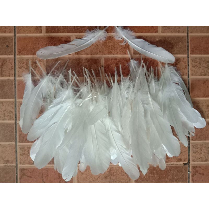 Bulu_Angsa_Putih_50_helai