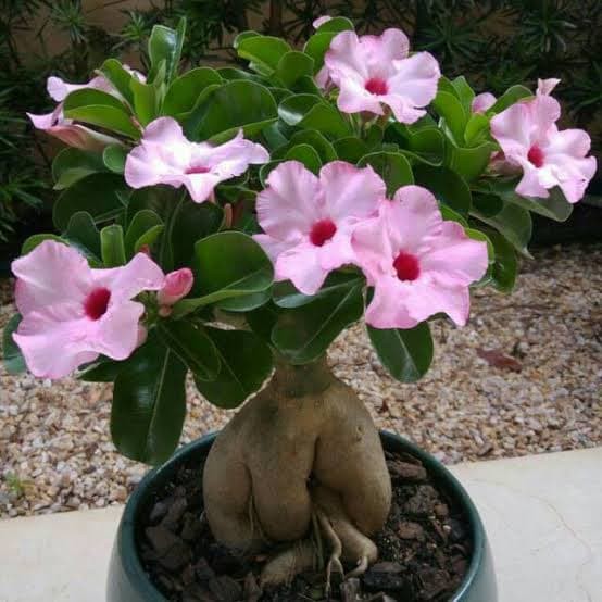 Benih Kamboja Pink Adenium Obesum Bonsai Biji Bunga Shopee Indonesia