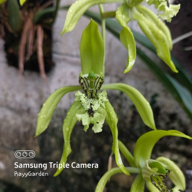 rayy_garden
