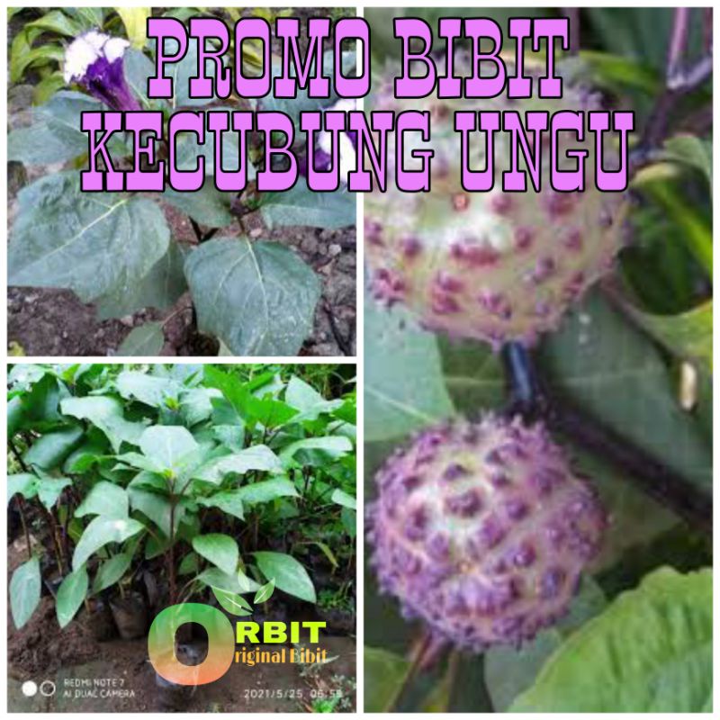 PROMO BIBIT KECUBUNG UNGU ORIGINAL