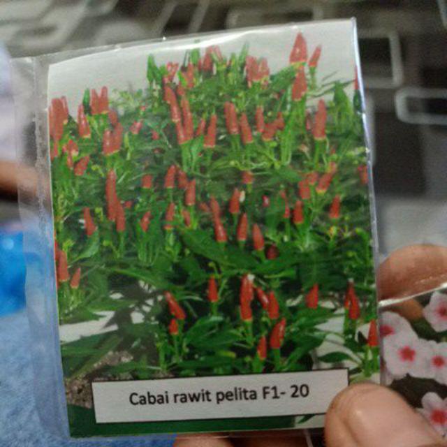 Cabe Rawit Pedas - 15 Benih