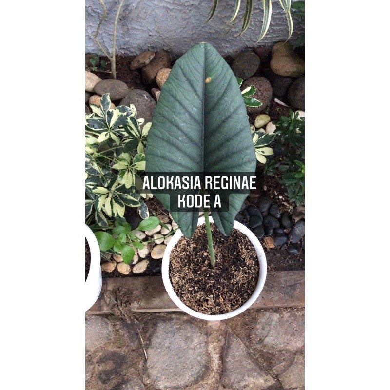 Alocasia Reginae