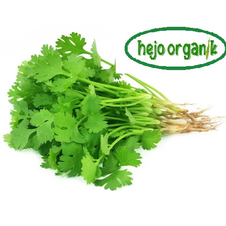 

CORIANDER / WANSUY WANSUI / DAUN KETUMBAR / CILANTRO FRESH SALAD SAYUR ORGANIK BANDUNG