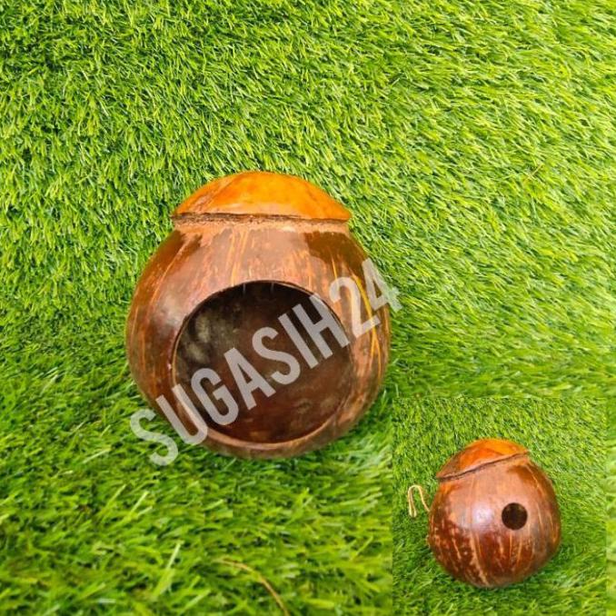 Glodok Burung Murai Love Bird Kenari Sarang Telur Batok Kelapa