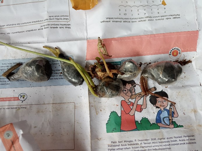 Tanaman Hias Caladium Bercak Merah Keladi Bercak Darah Garis Putih