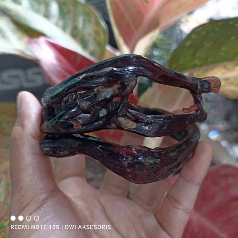 gelang akar Bahar merah combong