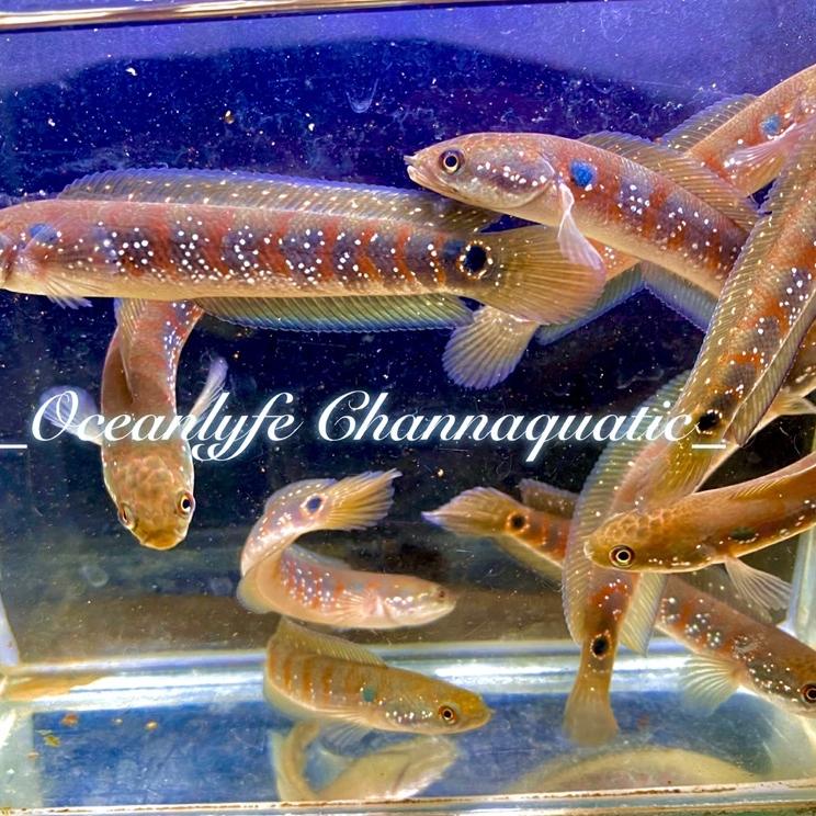 Menarik.. Asiatica Red Stripe Premium