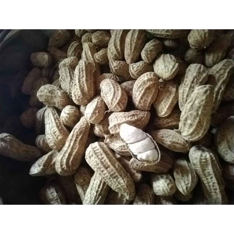 

Kacang tanah kacang kulit mentah baru panen murah 1kg