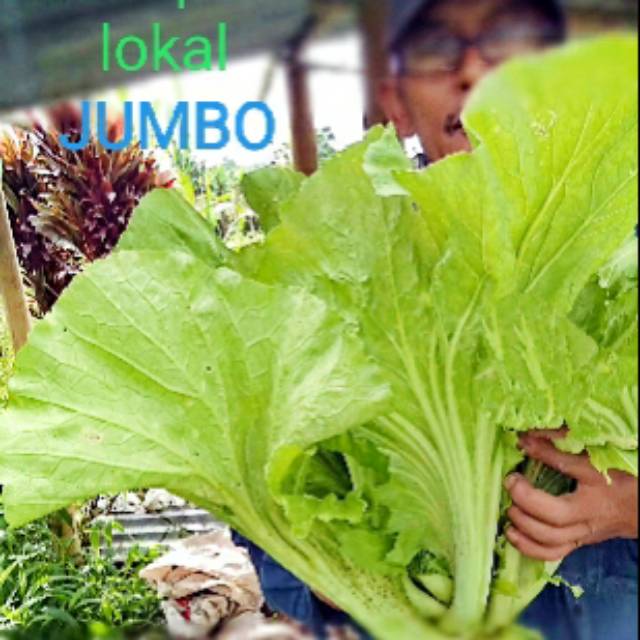 SAWI PAHIT LOKAL "JUMBO"