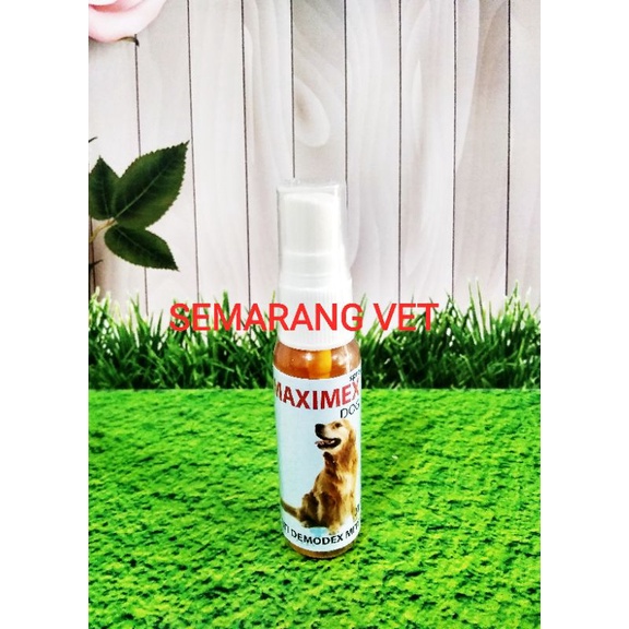 Obat Kutu Anjing Ampuh Obat Tungau Anjing Obat Anjing Bulu Rontok Obat Anjing Gatal Kudis Obat Anjin