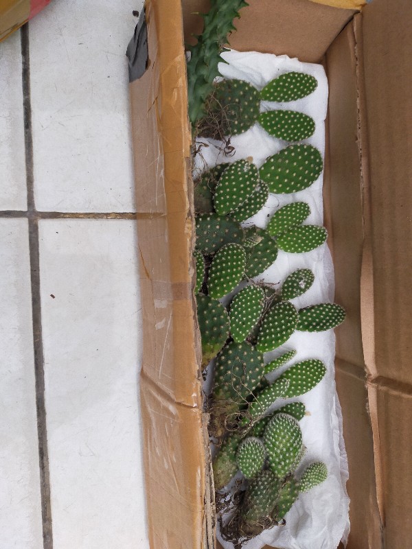 Kaktus Mickey Mouse Putih