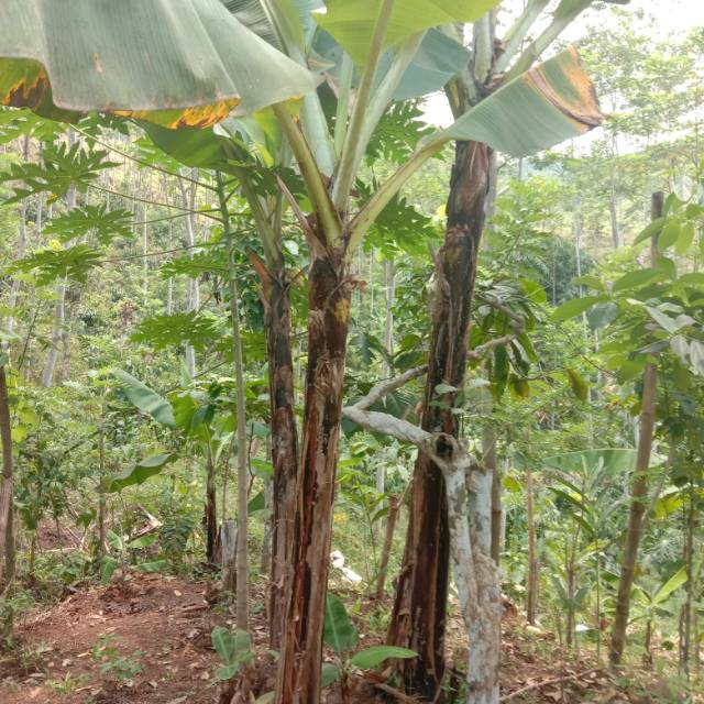 Bibit Pisang Ambon Lumut