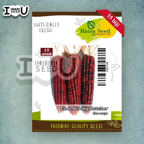 Bibit-Biji Jagung Ornamental Bloody Butcher (Haira Seed)