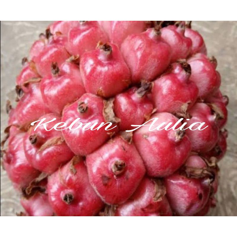

Buah Honje Segar 500gr murah