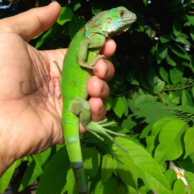 Green Iguana Colomb A1.2