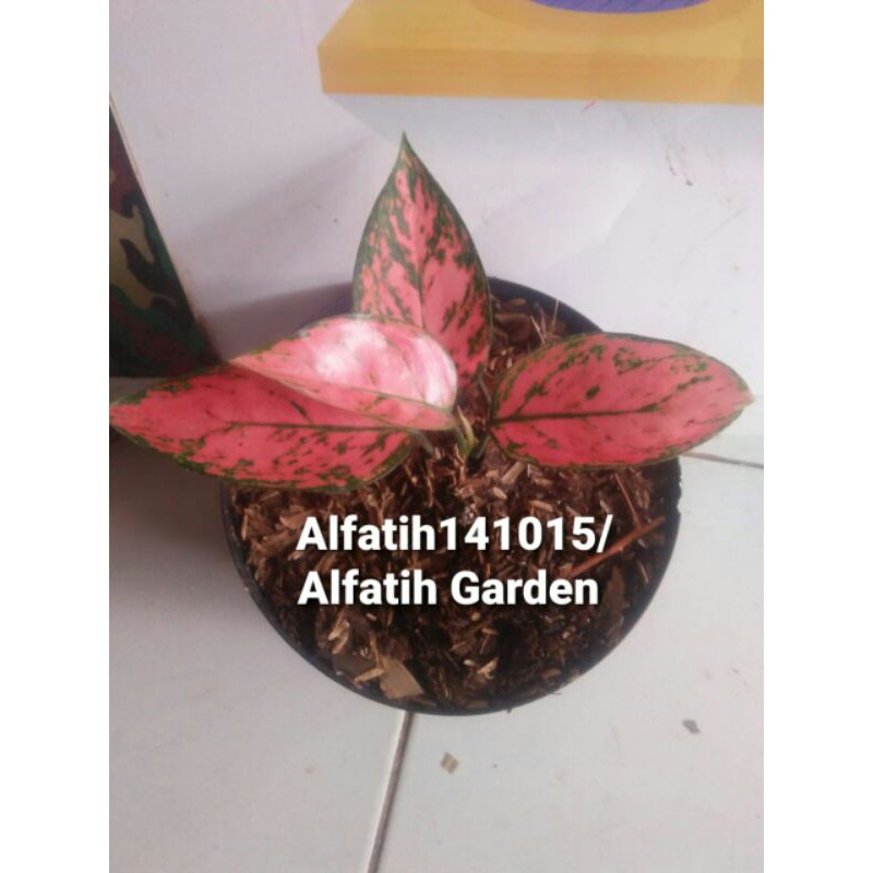 aglonema valentin-tanaman hias aglonema valentin-PROMO Aglonema Lady Valentin-AGLONEMA LADY VALENTIN