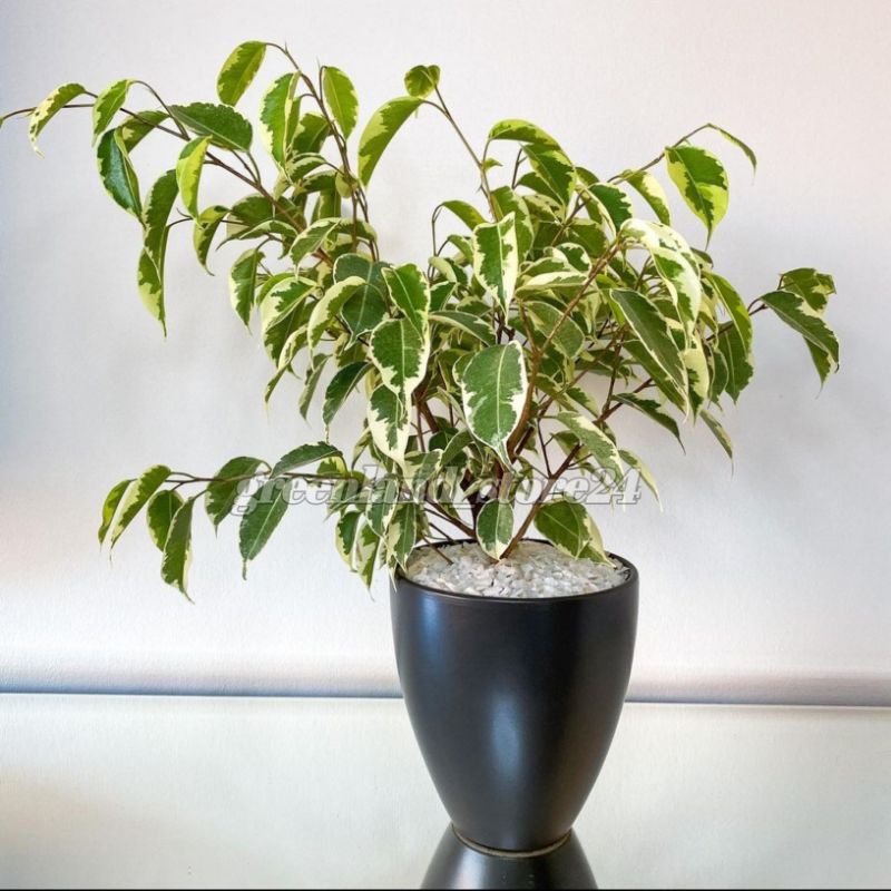 beringin variegata - bibit bonsai beringin variegata - beringin varigata - tanaman beringin varigata