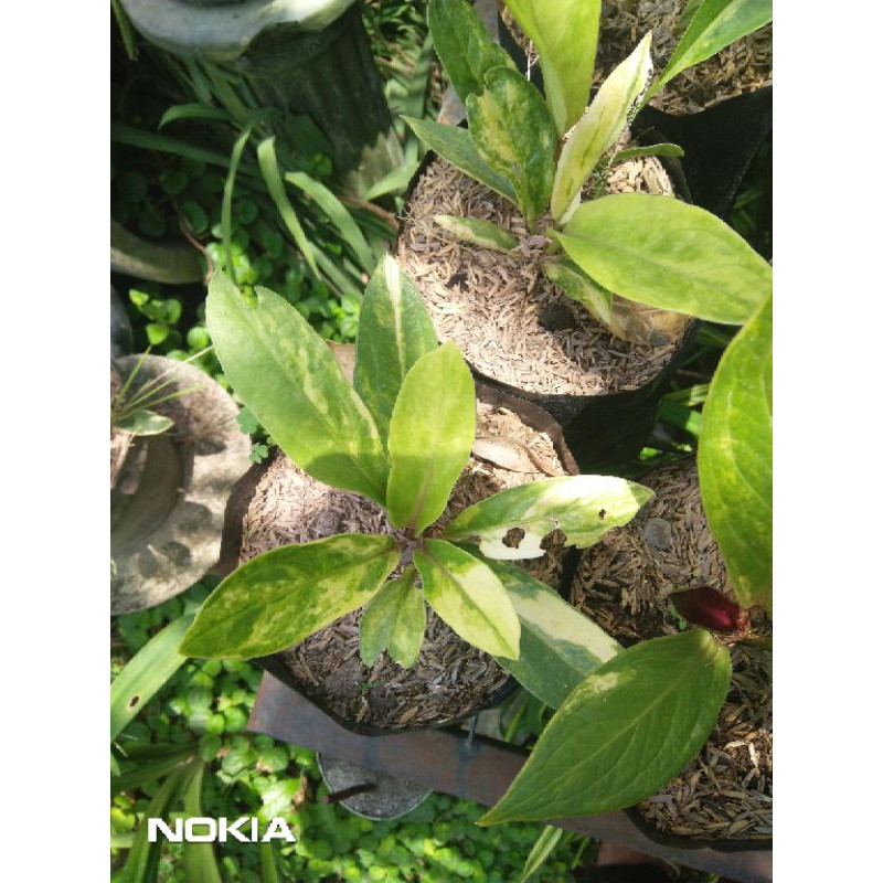 Anthurium Jemani Cobra Batik