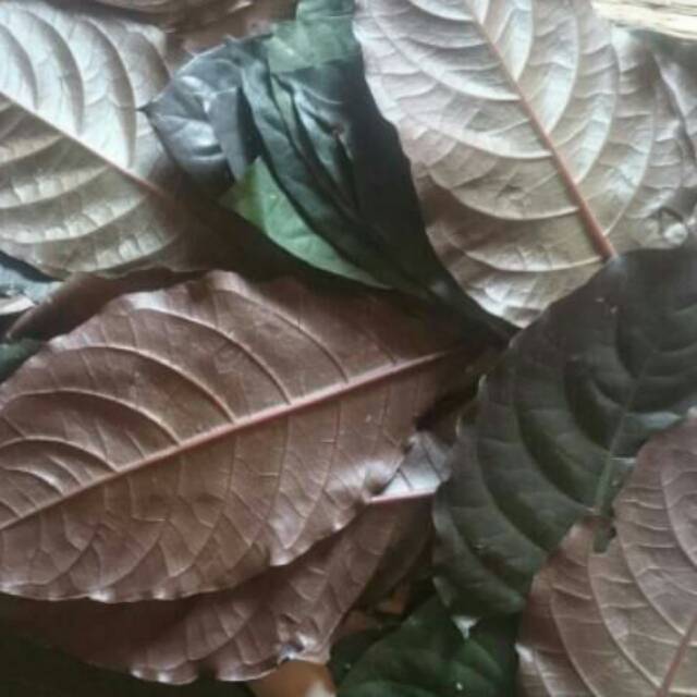 

Daun ungu handeuleum200gr
