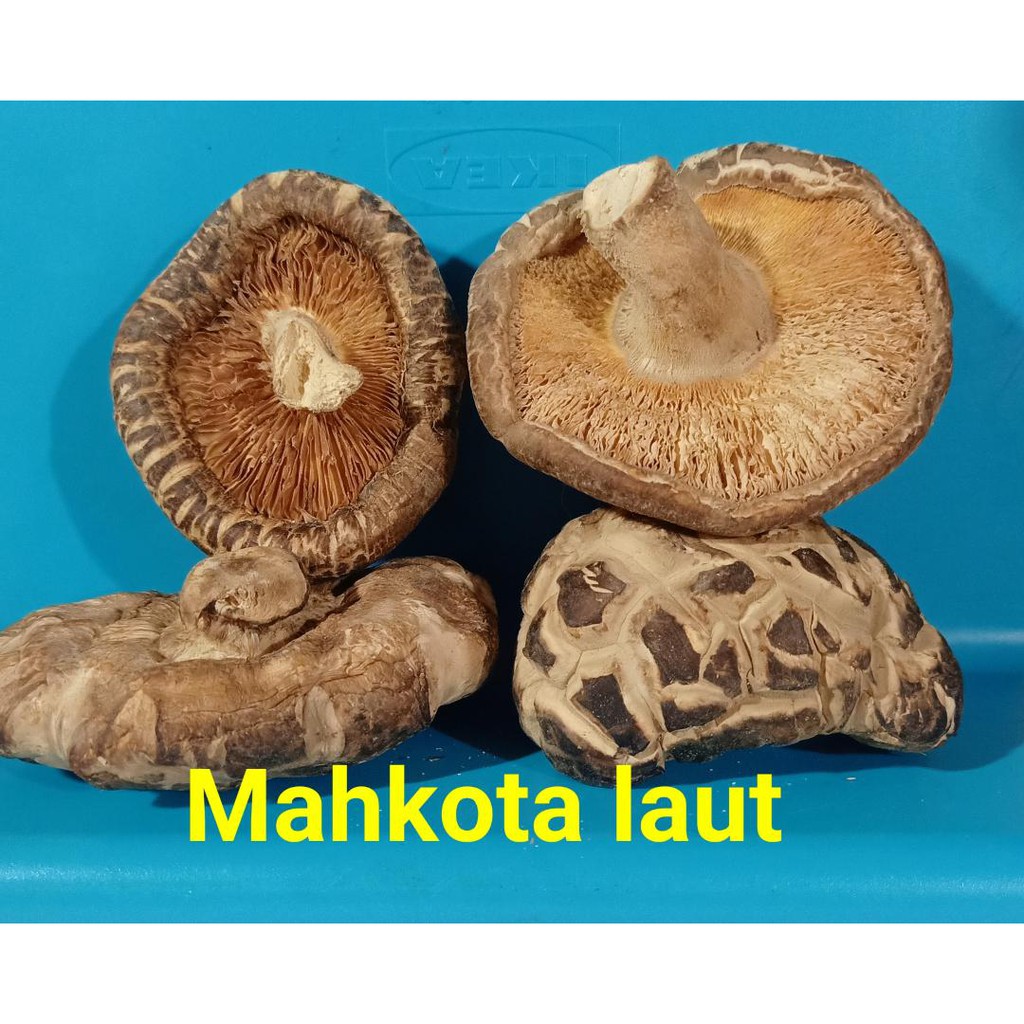 

Jamur Kering Shitake/ Hioko / Shitake Mushroom 100 gr