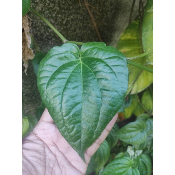 

Daun sirih hijau herbal segar