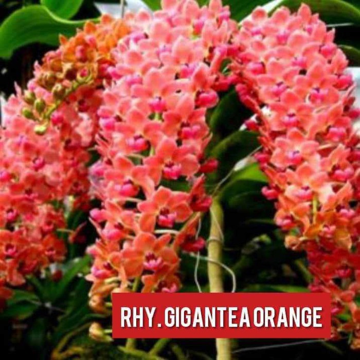 Anggrek Vanda Rhynchostylis gigantea Orange