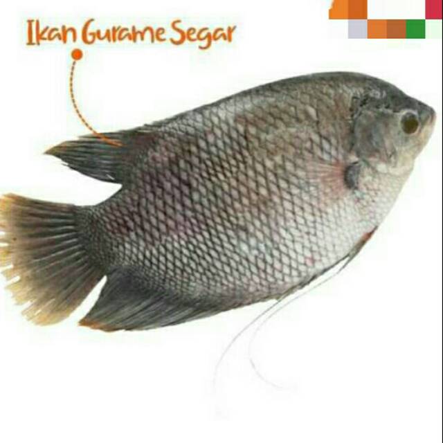 

Ikan gurame segar