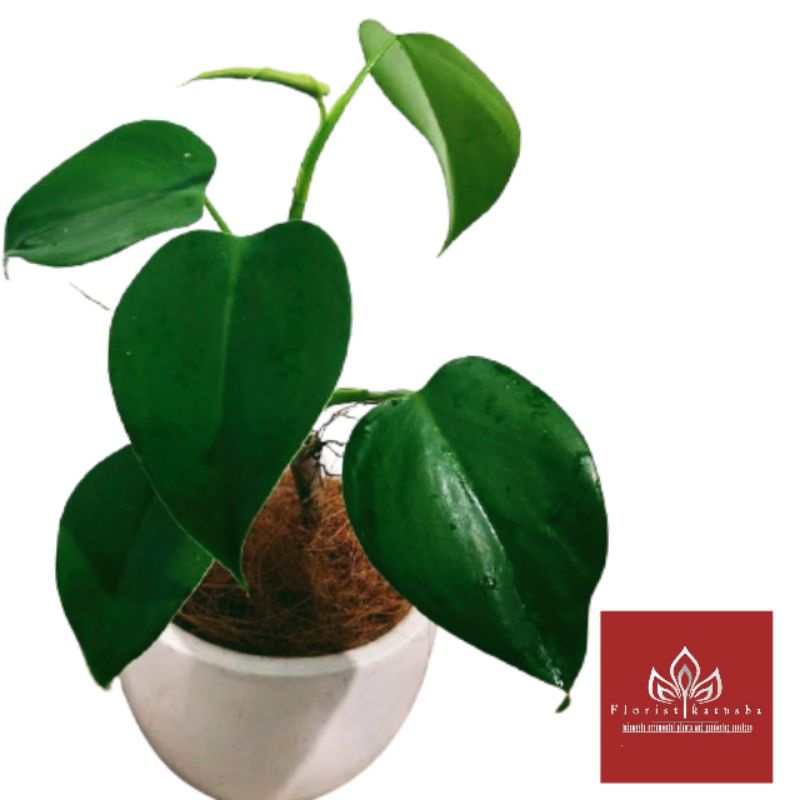 Tanaman Hias Philodendron Microstictum Indoor - Philo Daun Unik Langka"