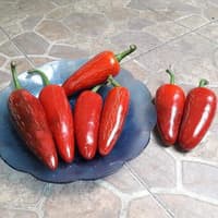 Benih Bibit Biji - Cabai Red Jalapeno Merah Chili Pepper Seeds