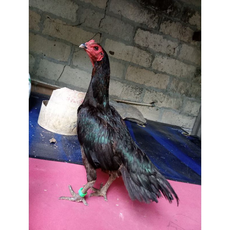 Ayam betina/indukan Mangon Bangkok