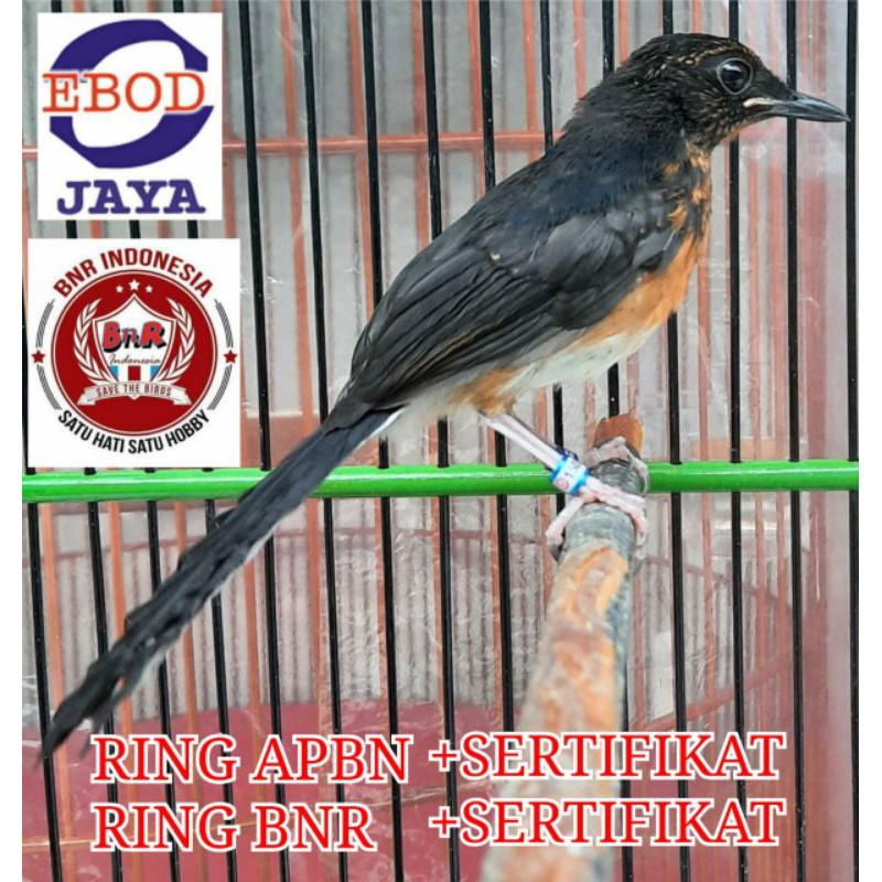 MURAI BATU RING APBN RING BNR