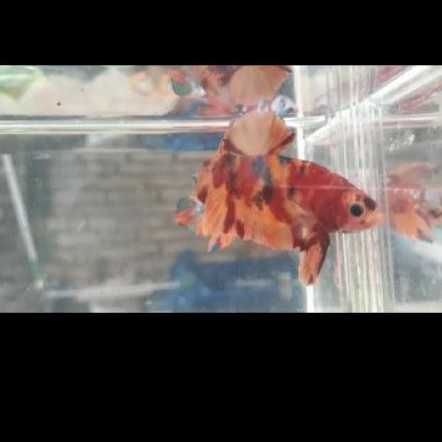 

Ikan Cupang Nemu size M