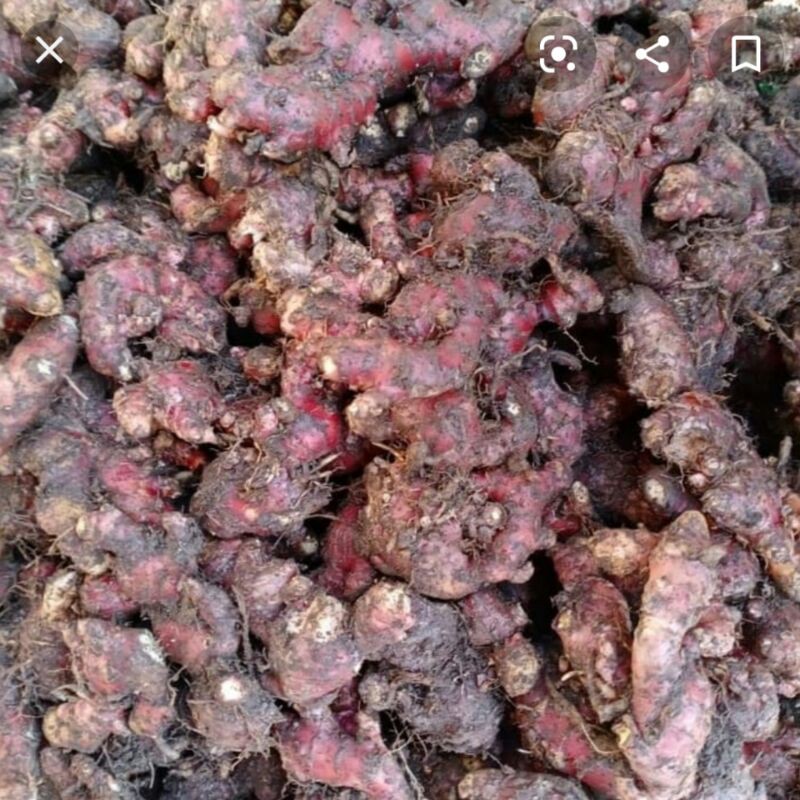 

jahe merah belum dicuci 1kg