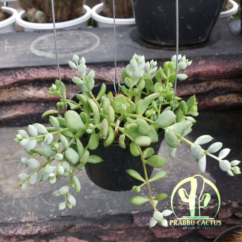 Sukulen - tanaman gantung