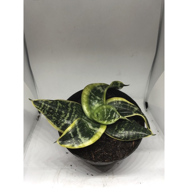 Sansevieria Trifasciata Twister Twiss / Tsunami
