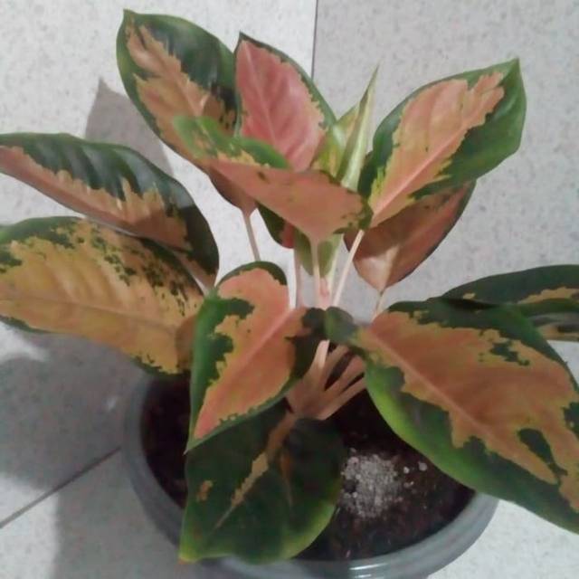 Tanaman hias aglonema kochin tembaga indukan