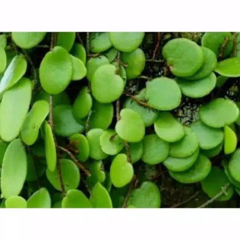 DAUN SISIK NAGA / DAUN PICISAN SEGAR 100 gram