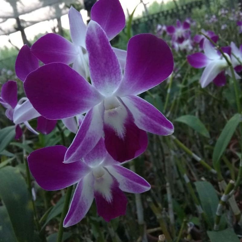 seedling anggrek dendrobium Sonia bibit anggrek dendrobium sonia