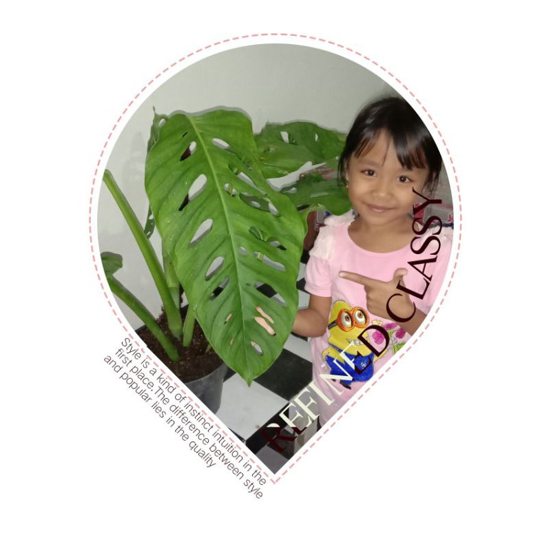 Janda bolong raksasa /giant /besar