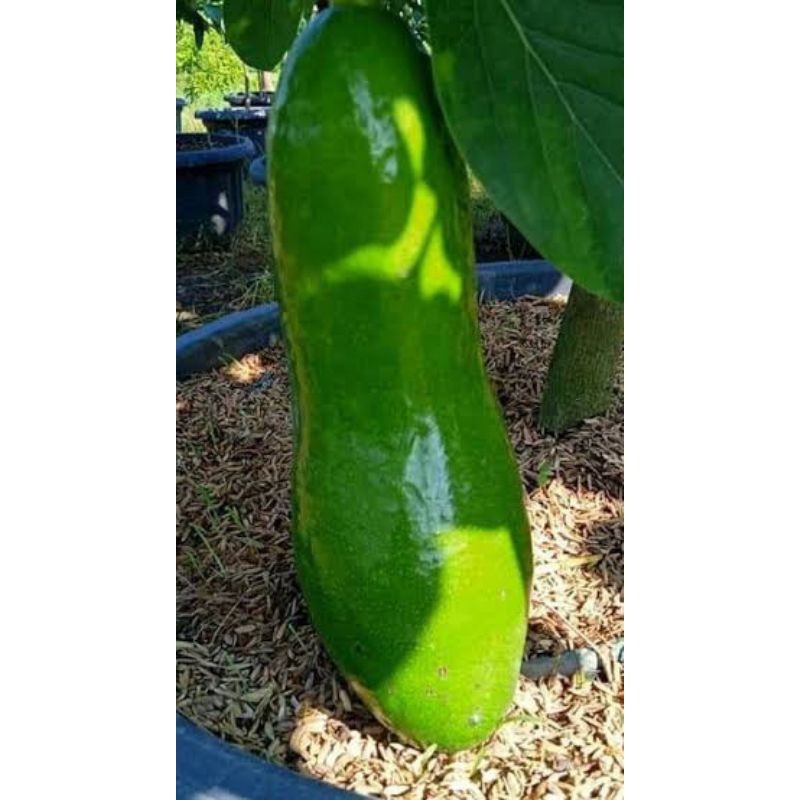 Bibit Buah Alpukat Subang/Alpukat Kelud Super Enak