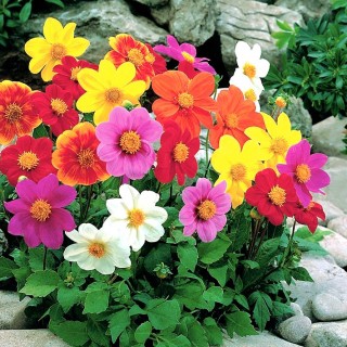 Benih Biji Bunga Dahlia Dwarf Patio Mignon Mix - isi 5 biji
