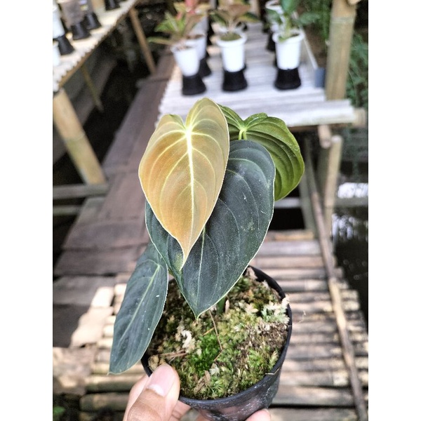 tanaman melano daun 3up