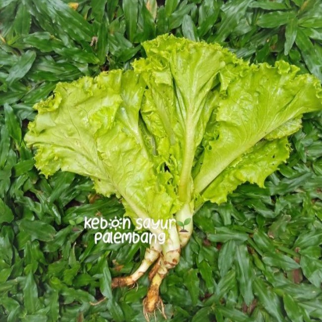 Jual Sayur Daun Selada Bokor 100 Gr Shopee Indonesia 4079